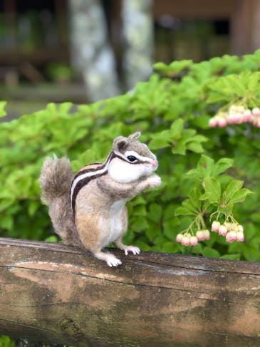 羊毛フェルトで制作されたリス